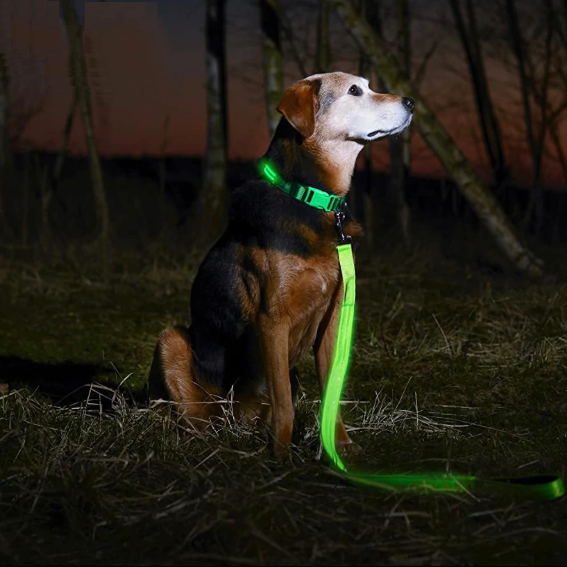 DogNite Leash