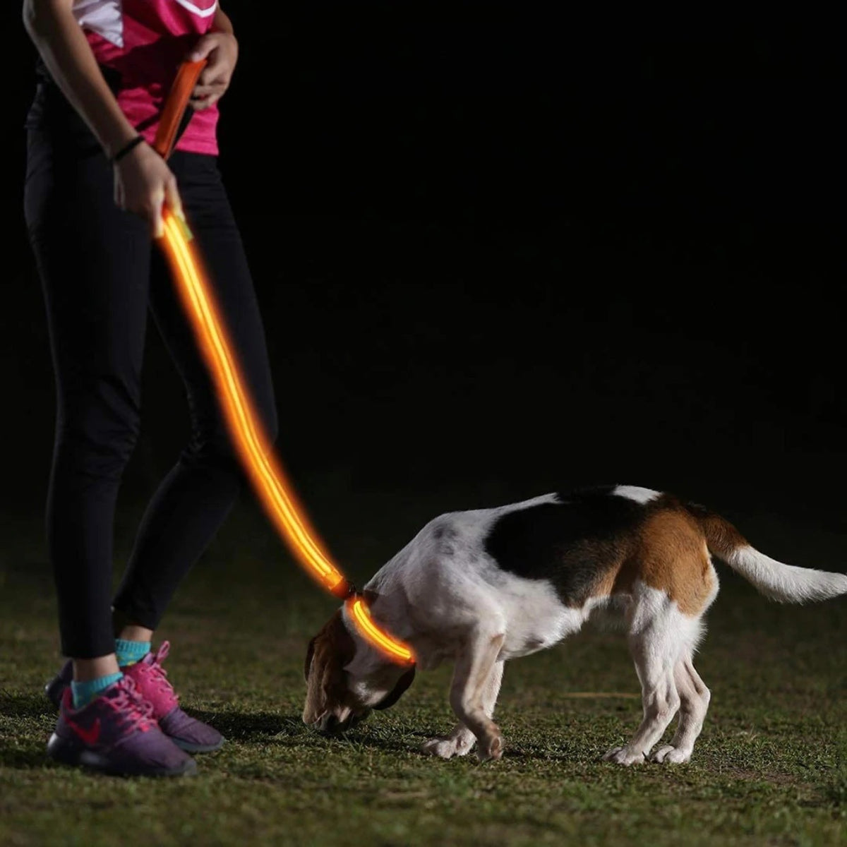 DogNite Leash