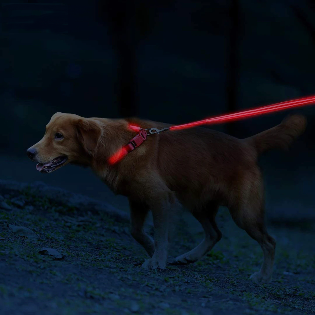 DogNite Leash
