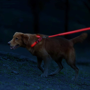 DogNite Leash