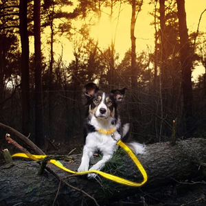 DogNite Leash